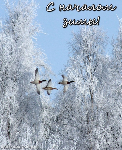 Скачать онлайн аккуратную открытку (открытки с первым днём зимы, картинки с первым днём зимы, 1 декабря) с праздником, друзья! Переслать в instagram!